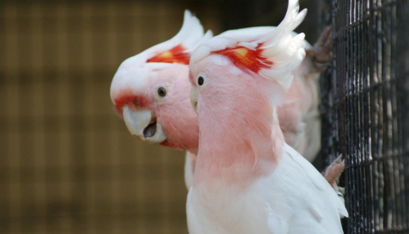 Какаду инка