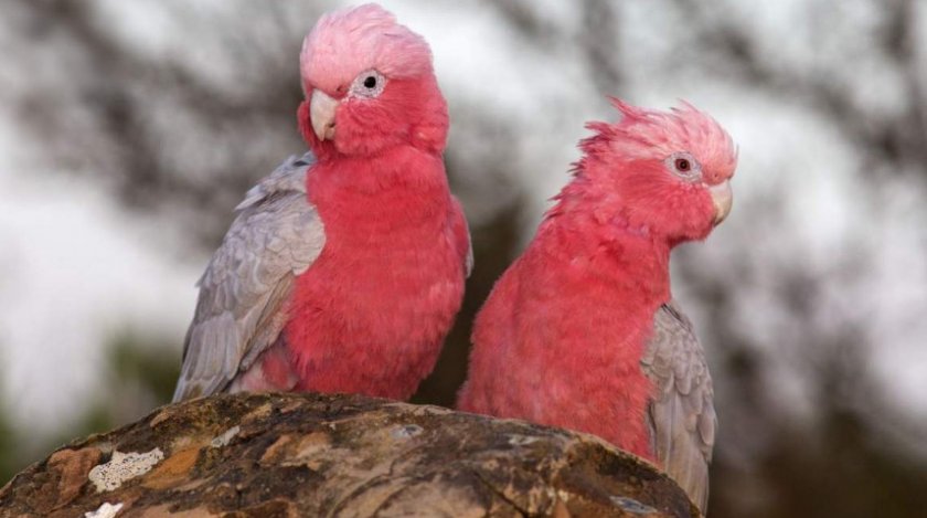 Розовый какаду