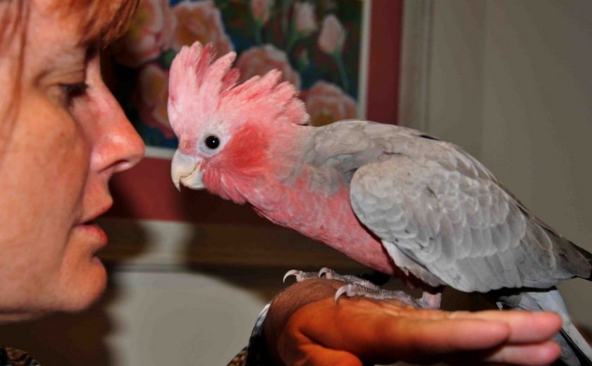 Розовый какаду