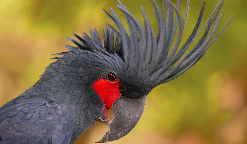 Чёрный какаду