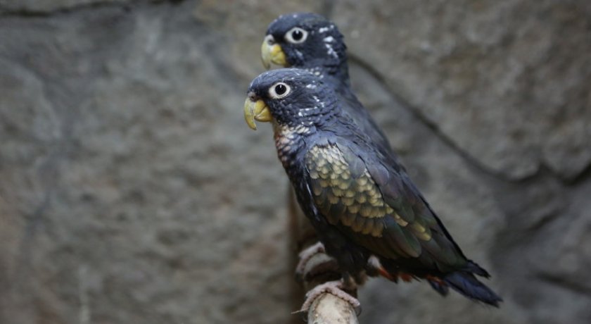 Бронзовокрылый попугай