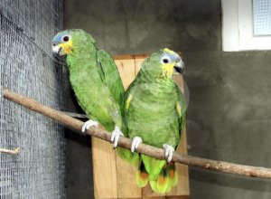 Венесуэльский амазон – уход и содержание попугая