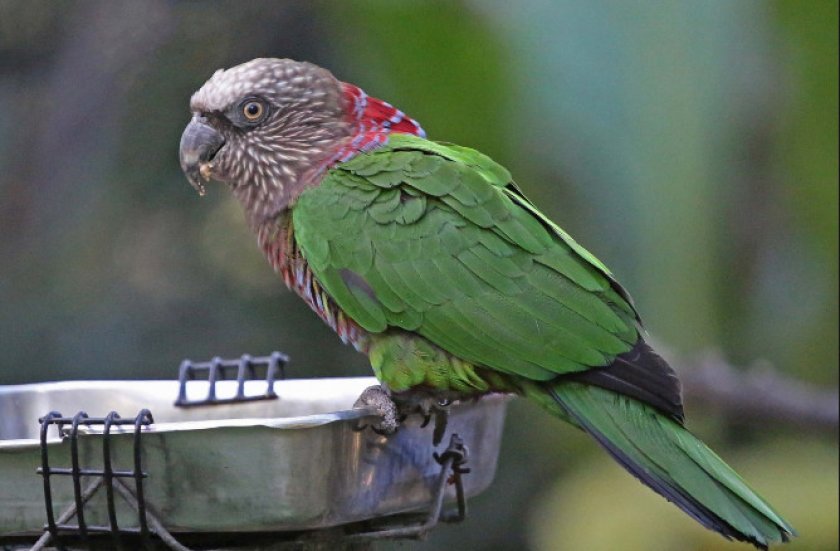 Номинальный попугай