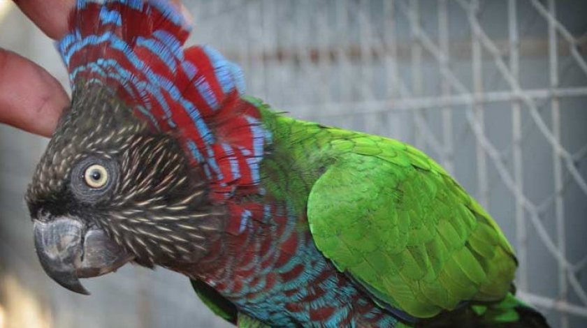 Бразильский веерный попугай