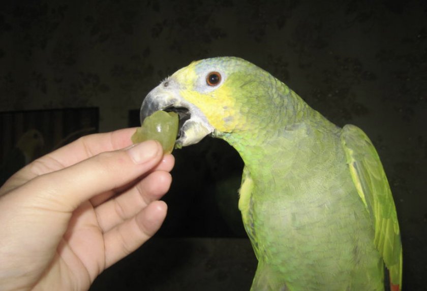 Венесуэльский попугай кушает виноград