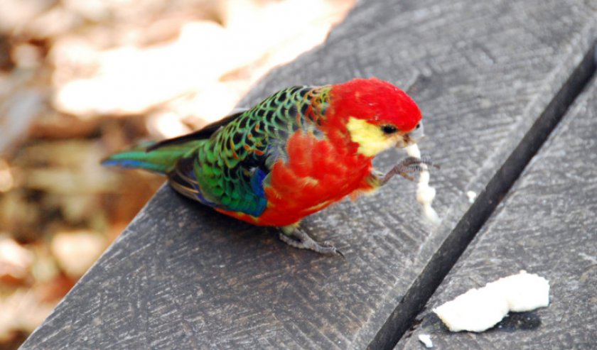 Желтощёкая розелла