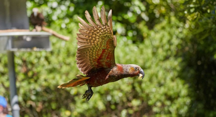 Нестор-кака