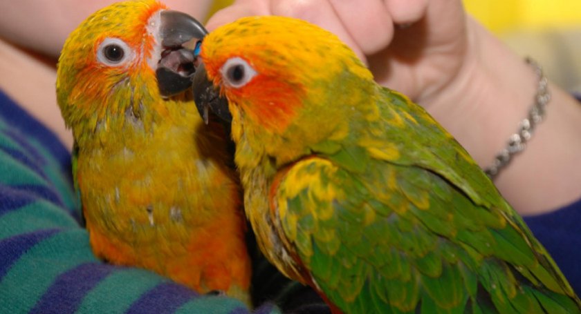 Солнечная аратинга