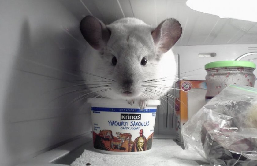 Шиншилла в холодильнике