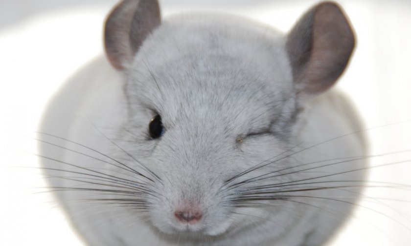 Заболевания глаз у шиншилл