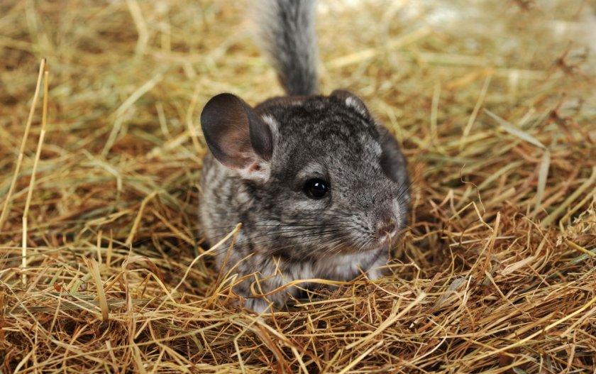 Заболевания глаз у шиншилл