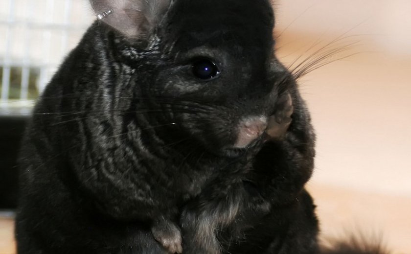 Заболевания носа у шиншилл Заболевания носа у шиншилл