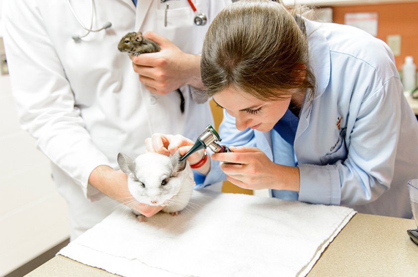 Отит у шиншиллы Отит у шиншиллы