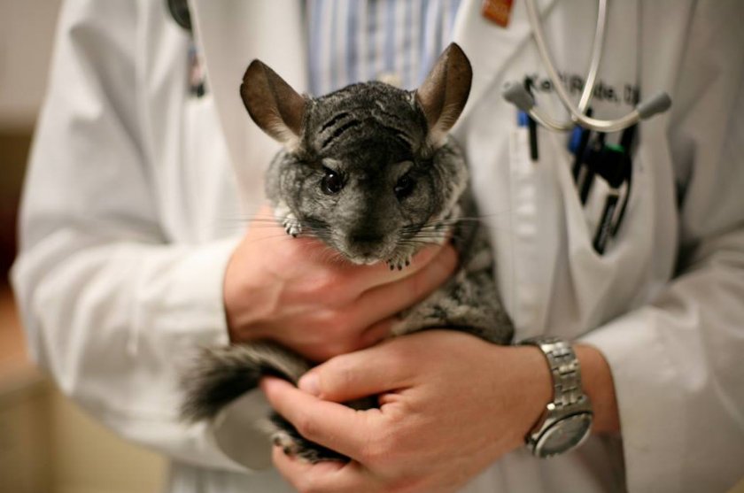 Болезни шиншилл