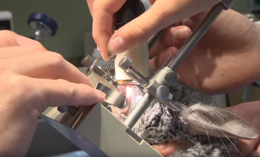 Лечение зубов шиншилле