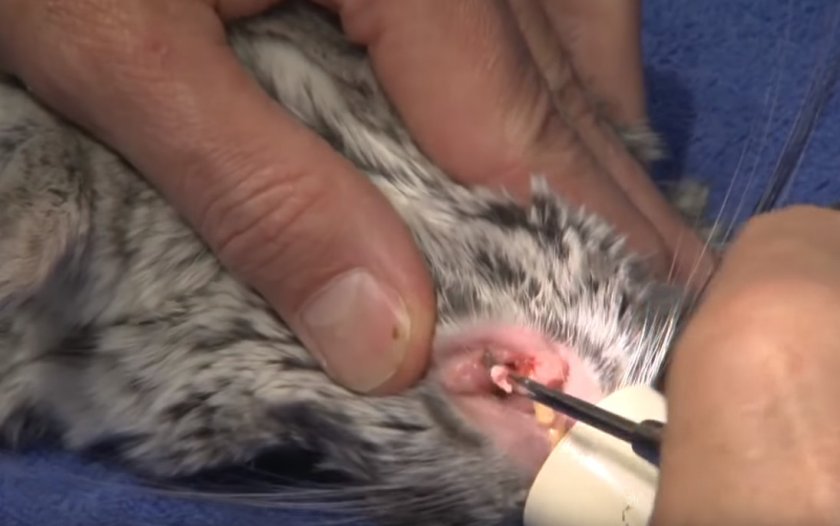 Лечение зубов шиншилле Лечение зубов шиншилле