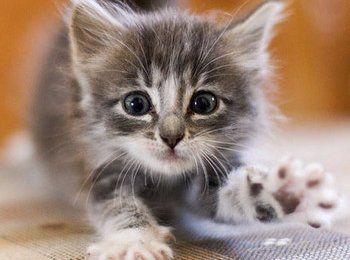 Правильное кормление котят