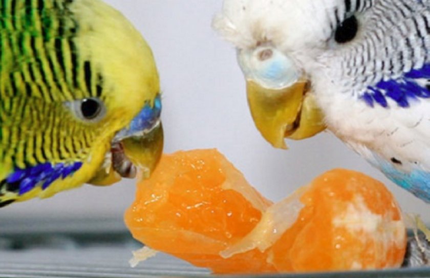 Попугаи кушает мандарин