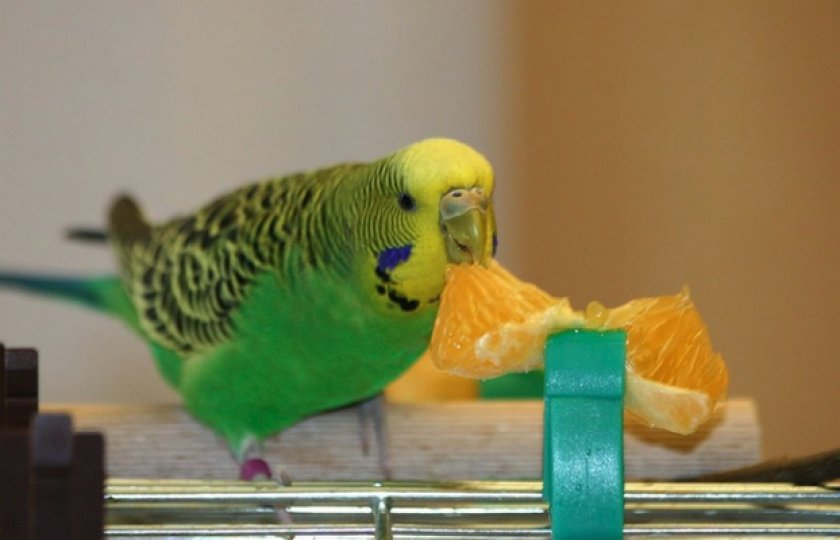 Попугай кушает мандарин