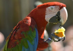 Попугай кушает мандарин