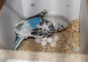 Может ли самец попугая снести яйцо?