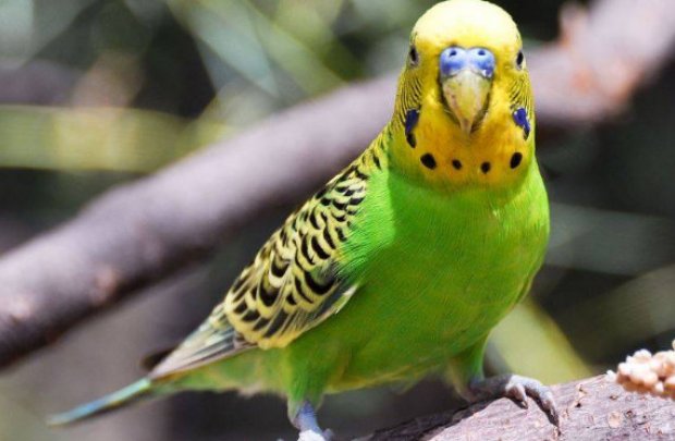 самка неразлучника снесла яйцо без самца что делать. Смотреть фото самка неразлучника снесла яйцо без самца что делать. Смотреть картинку самка неразлучника снесла яйцо без самца что делать. Картинка про самка неразлучника снесла яйцо без самца что делать. Фото самка неразлучника снесла яйцо без самца что делать самка неразлучника снесла яйцо без самца что делать. Смотреть фото самка неразлучника снесла яйцо без самца что делать. Смотреть картинку самка неразлучника снесла яйцо без самца что делать. Картинка про самка неразлучника снесла яйцо без самца что делать. Фото самка неразлучника снесла яйцо без самца что делать