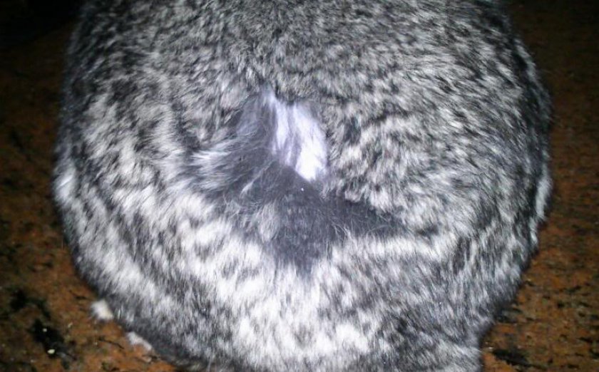 Алопеция у шиншиллы Алопеция у шиншиллы