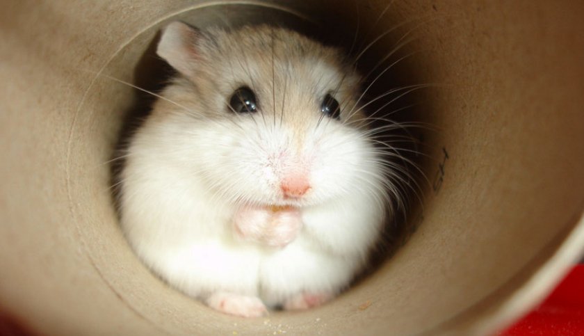 Хомяк Роборовского