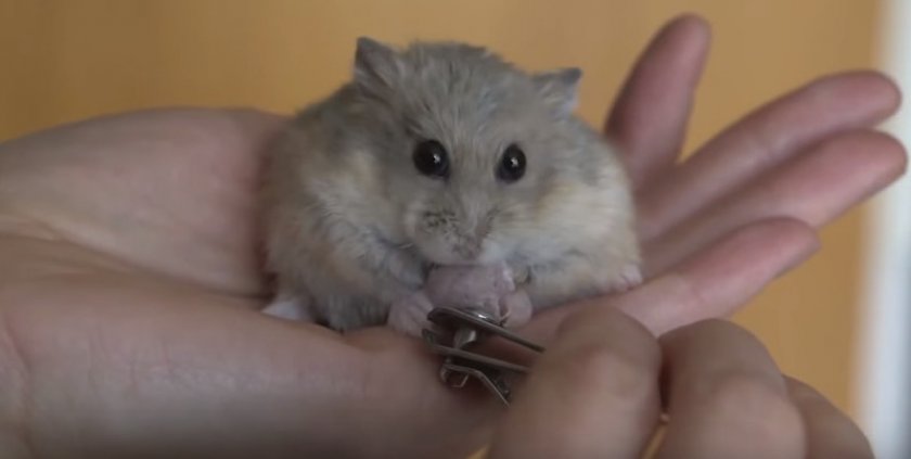 Обрезка когтей