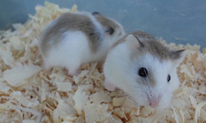 Хомяк Роборовского