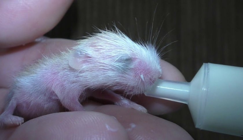 Маленький хомячок