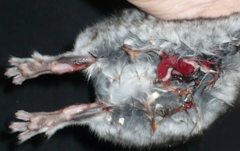 Выпадение прямой кишки у шиншиллы Выпадение прямой кишки у шиншиллы