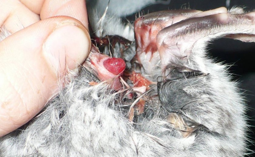 Выпадение прямой кишки у шиншиллы Выпадение прямой кишки у шиншиллы