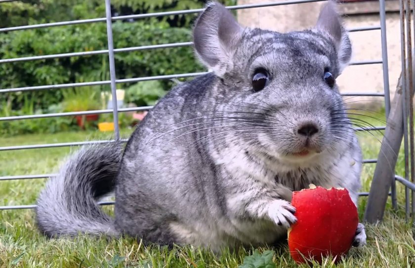 Шиншилла ест яблоки Шиншилла ест яблоки