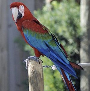 Зеленокрылый ара