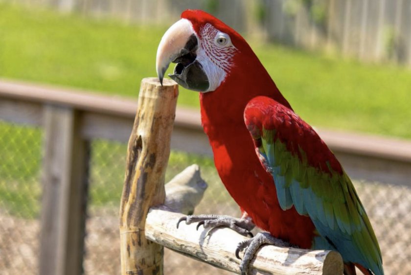 Внешний вид зеленокрылого ара