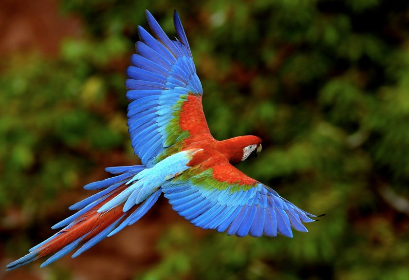 Зеленокрылый ара в дикой природе