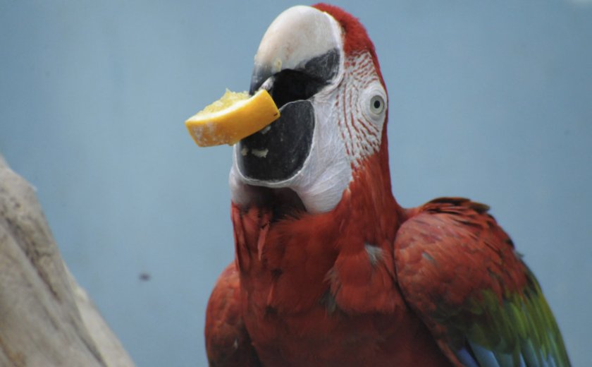 Питание попугая