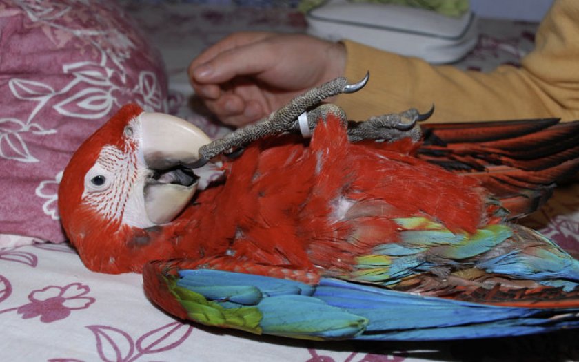 Содержание попугая в домашних условиях