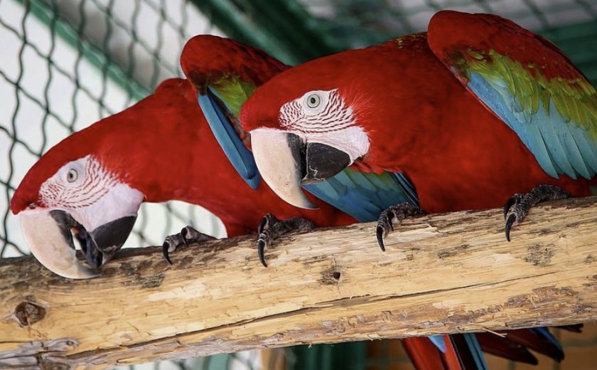 Попугаи в вольере Попугаи в вольере