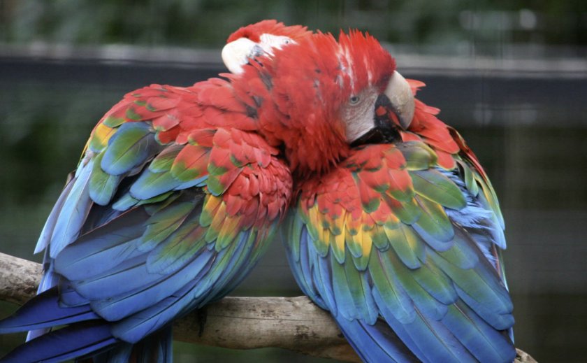 Пара попугаев