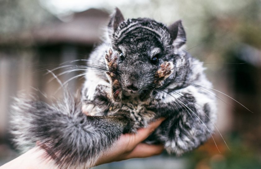 Шиншилла Шиншилла