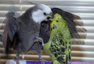 Попугаи Попугаи