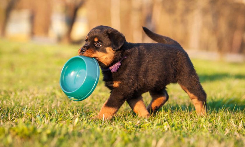 Щенок ротвейлера