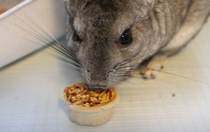 Шиншилла Шиншилла