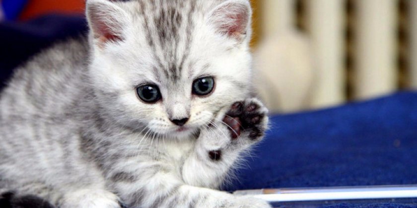 Правильное кормление котят