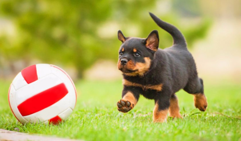 Игры с щенком ротвейлера