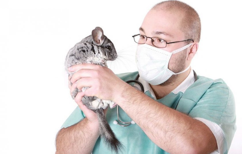 Шиншилла у ветеринара Шиншилла у ветеринара