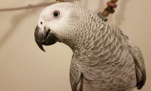 Жако краснохвостый