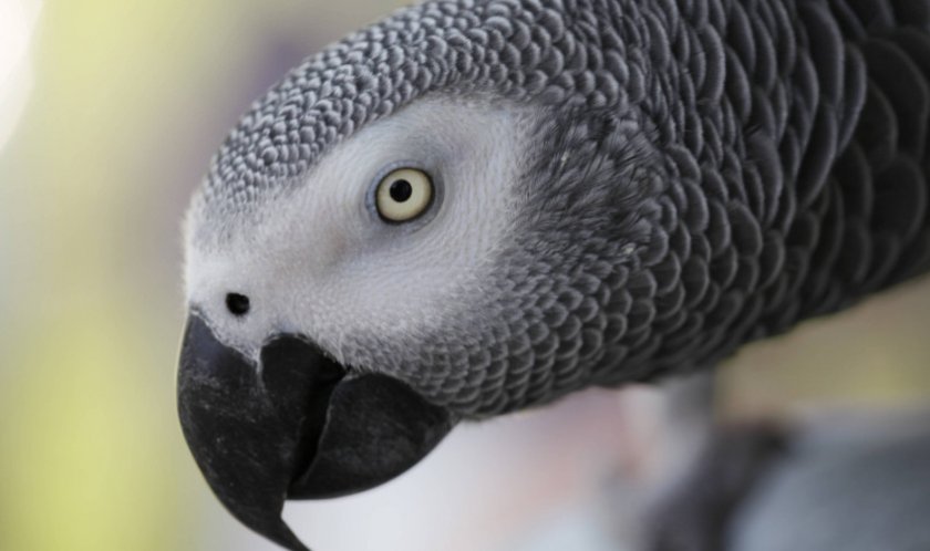 Жако краснохвостый